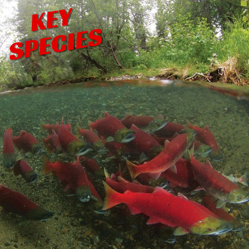 The Florida Keys Fishing Bucket List: Top Species to Target with Fantastic Charters