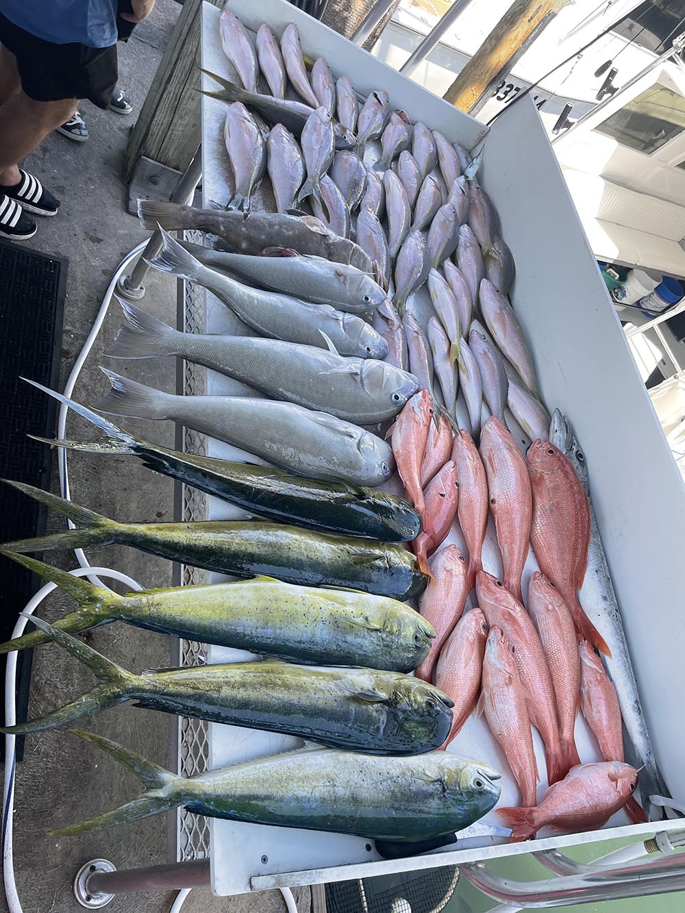 Fantastic Charter Fish